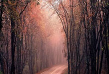 朱婷发布首部纪录片：曾每天吃五粒布洛芬止疼江南都市报.